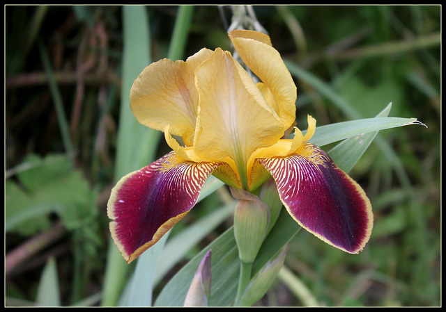 Purple Gold (5)