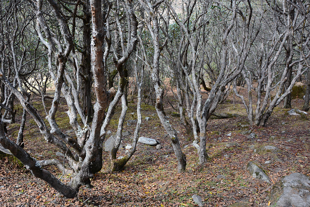 Khumbu, Himalayan Forest
