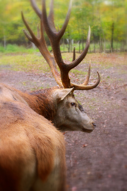 Cerf - Deer - Hirsch - Ciervo - Cervo