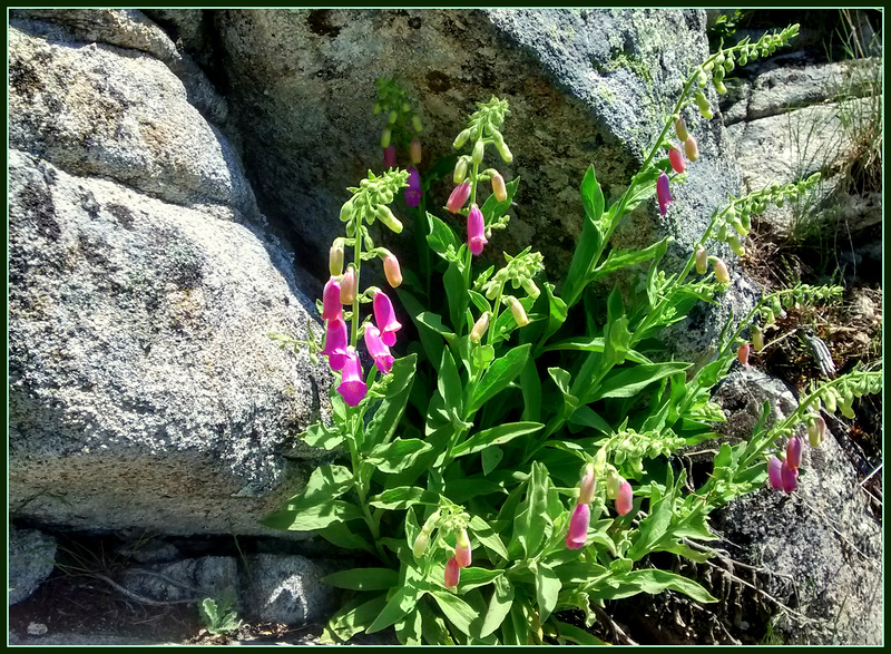 Spanish foxgloves waiting for a lift!