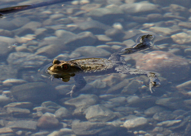 Der erste Frosch........