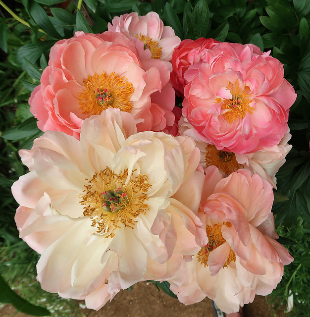 Paeonies