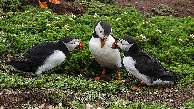 20190612 5118CPw [R~GB] Papageitaucher, Skomer, Wales