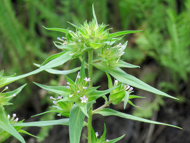 Narrow-leaved Collomia / Collomia linearis