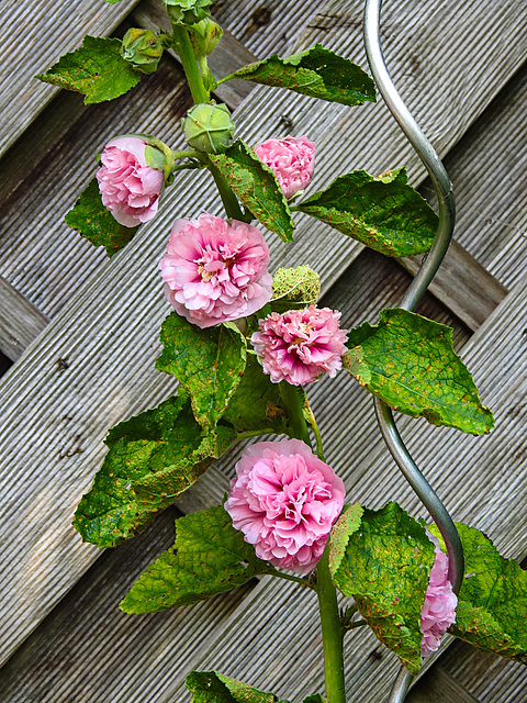 20210725 1928CPw [D~LIP] Stockrose (Alcea rosea), Bad Salzuflen