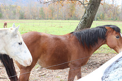 People-Friendly Horses !!   Tennessee, USA , see info