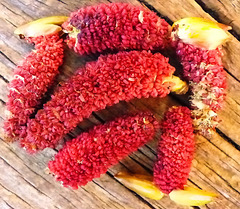 Lovely red catkins