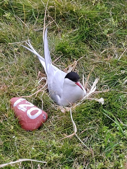 Arctic Tern at 120