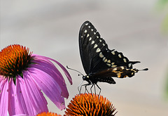 Swallow tail and echinacea flower-v2