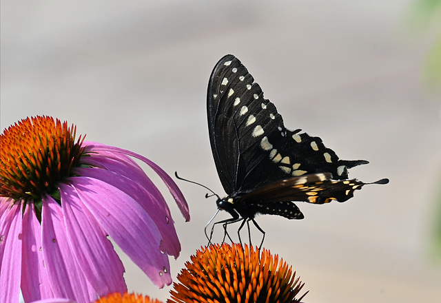 Swallow tail and echinacea flower-v2