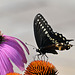 Swallow tail and echinacea flower-v2