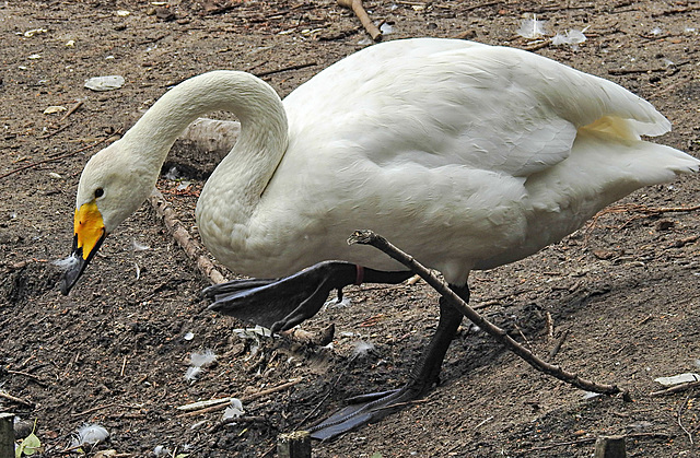 20230809 3686CPw [D~PB] Singschwan (Cygnus cygnus), Nadermann Tierpark, Delbrück
