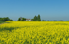 A Field of Yellow