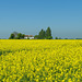 A Field of Yellow