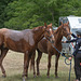 course d'endurance