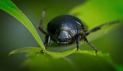 Der Waldmistkäfer (Anoplotrupes stercorosus) mit seinen bläulichen Look :)) The forest dung beetle (Anoplotrupes stercorosus) with its bluish look :)) Le bousier forestier (Anoplotrupes stercorosus) avec son aspect bleuté :))