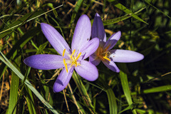 Colchique d'automne.