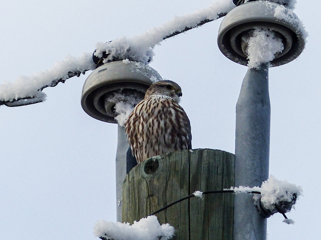 Male Merlin with hoar frost