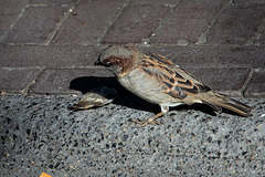 20140908 4893VRAw [NL] Haussperling, Terschelling