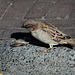 20140908 4893VRAw [NL] Haussperling, Terschelling