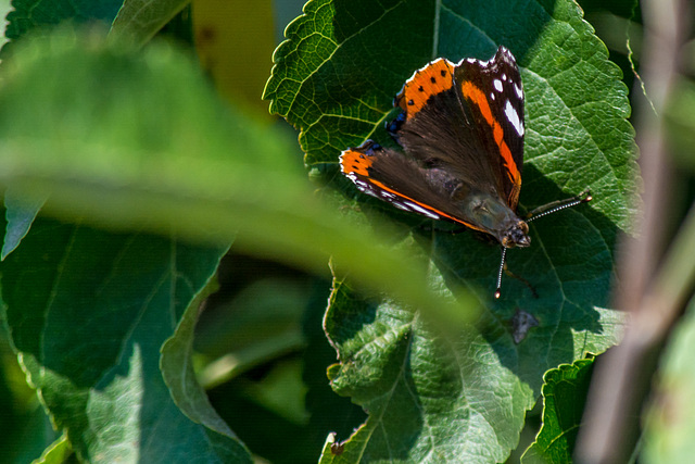 Admiral (Vanessa atalanta, Syn. Pyrameis atalanta)