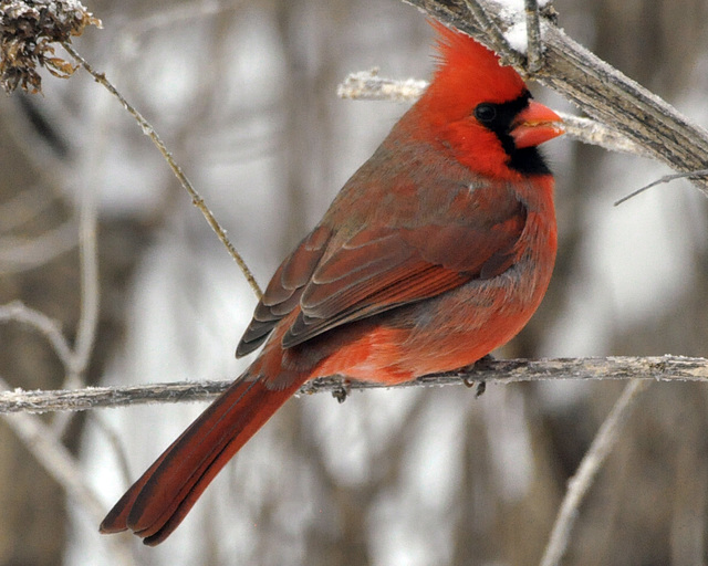 january cardinal tc CSC 1607