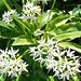 122 Beim Bärlauch - Allium ursinum interessieren uns auch die Blätter