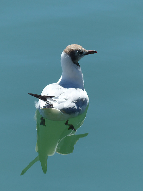 Black-headed Gull (1) - 23 July 2016