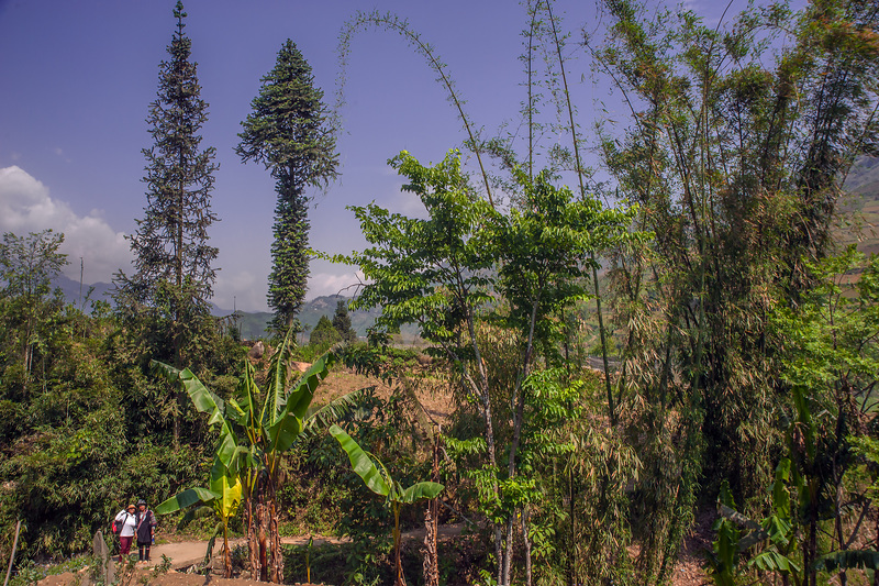 Trekking in the province of Sa Pa