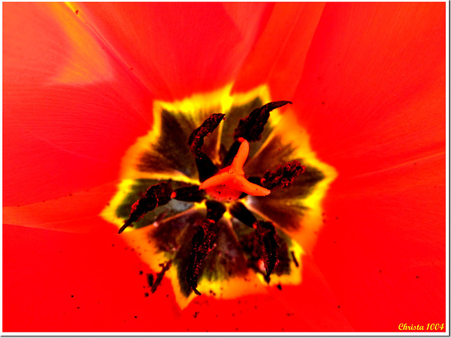 Heart of a tulip