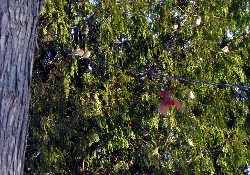 Goldfinches hiding in the cedar