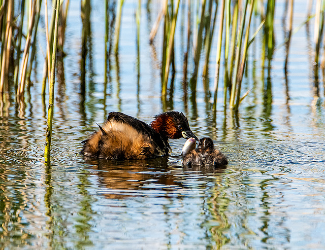 feeding time