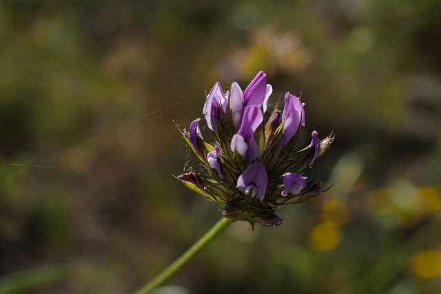 Bituminaria bituminosa, Fabaceae