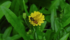 20200624 9189CPw [D~LIP] Habichtskraut (Hieracium lachenalii), Hainschwebfliege [Winterschwebfliege], Bad Salzuflen