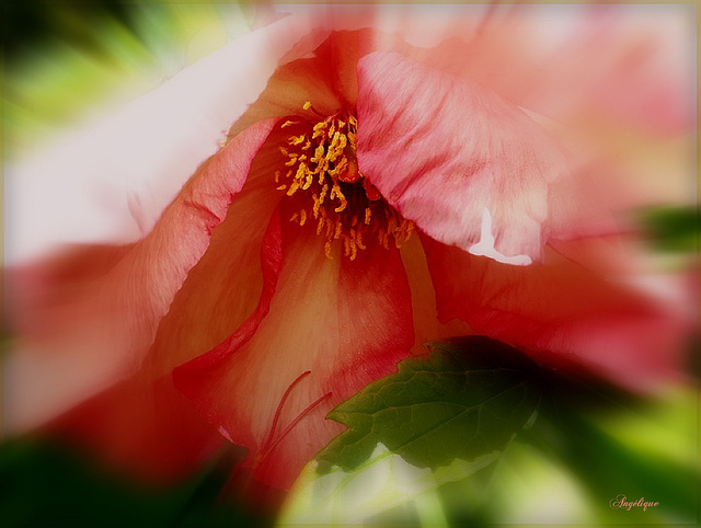 Pivoine ...........Belle semaine mes ami(e)s !