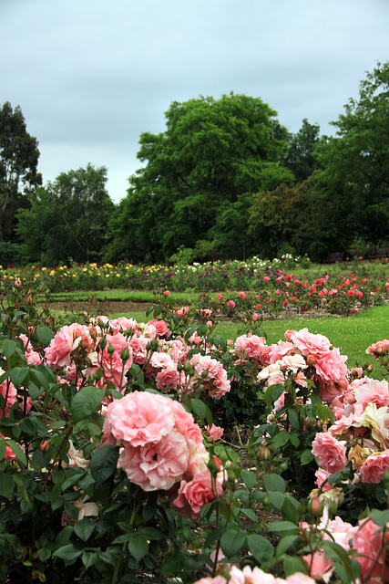 Roath Park roses