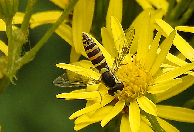 20210725 1929CPw [D~LIP] Langbauchschwebfliege (Sphaerophoria scripta) [w], [Stiftschwebfliege], Jakobs-Greiskraut (Jacobaea vulgaris), Bad Salzuflen