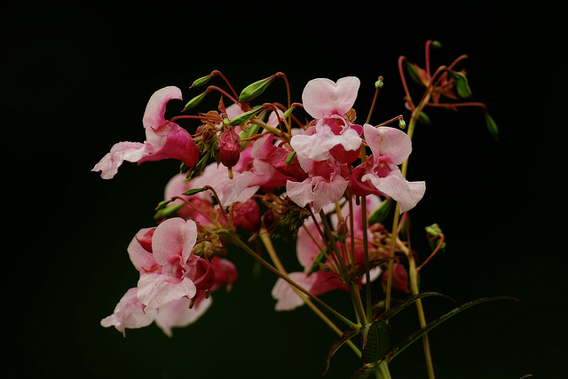 Impatiens glandulifera Impatiens glandulifera