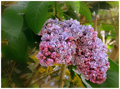 Bon We mes ami(e)s ❤️..............Lilas