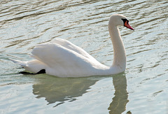 Balade d'un cygne ...