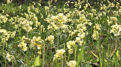 Schlüsselblumenwiese