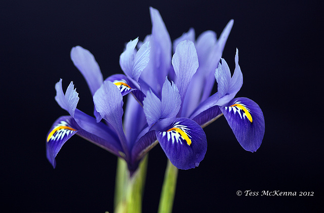 ipernity: Lily (National Flower of France) 078 copy - by Treasa Ui ...