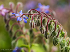 BORAGE