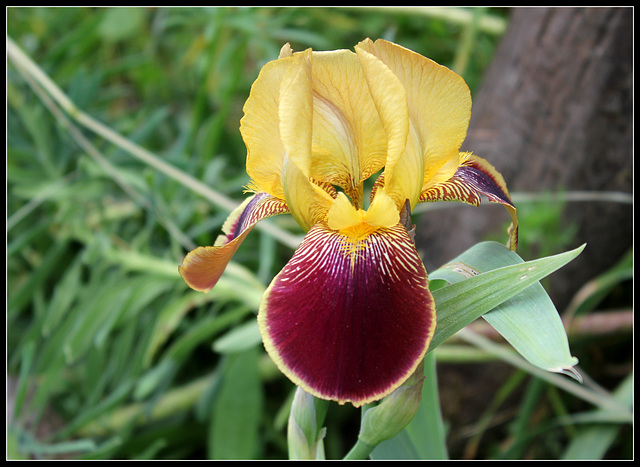 Purple Gold (6)
