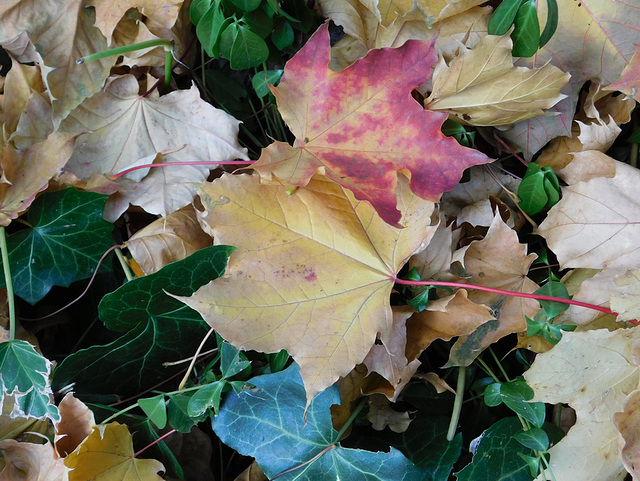 Feuilles d'automne