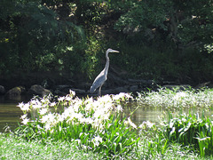 Great blue heron