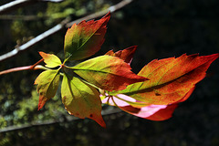 L'automne est là , alors profitons-en !