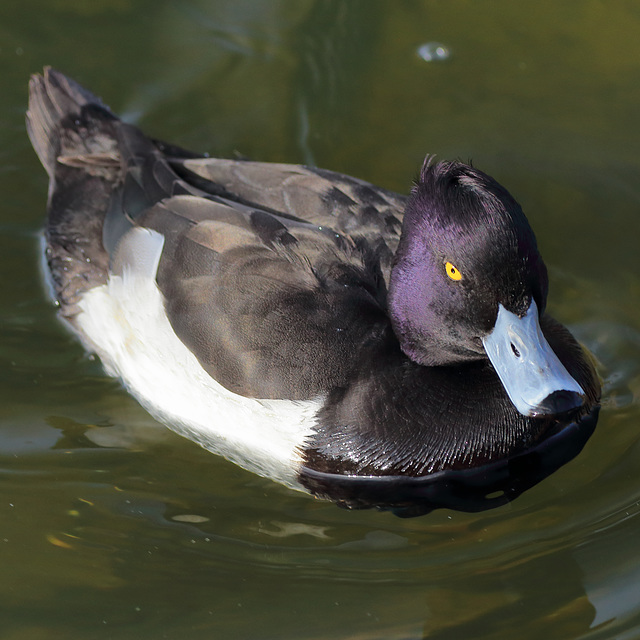 EOS 6D Peter Harriman 12 16 25 51025 tuftedDuck dpp