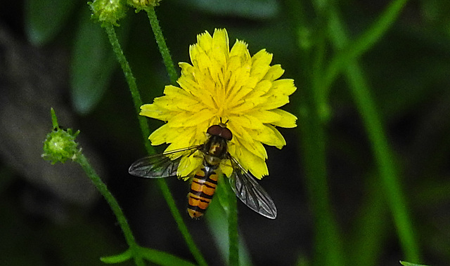 20200624 9192CPw [D~LIP] Habichtskraut (Hieracium lachenalii), Hainschwebfliege [Winterschwebfliege], Bad Salzuflen