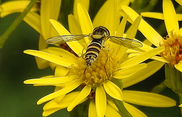 20210725 1930CPw [D~LIP] Langbauchschwebfliege (Sphaerophoria scripta) [w], [Stiftschwebfliege], Jakobs-Greiskraut (Jacobaea vulgaris), Bad Salzuflen